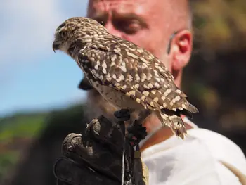 Birds of prey show at Chateau de La Roche-en-Ardenne (Belgium)